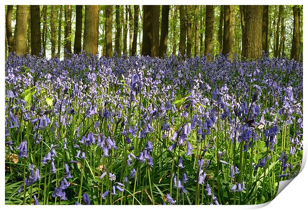 Dockey Wood Bluebells Print by graham young