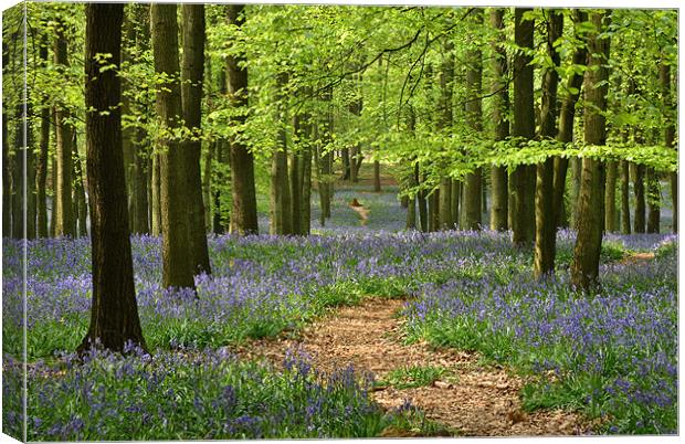 Through the Bluebell Wood Canvas Print by graham young