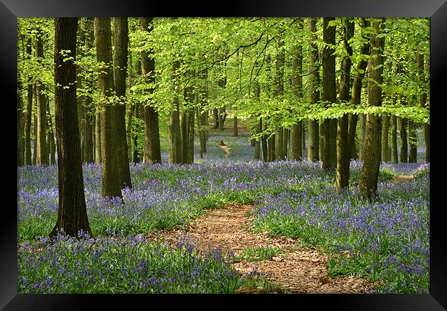 Through the Bluebell Wood Framed Print by graham young
