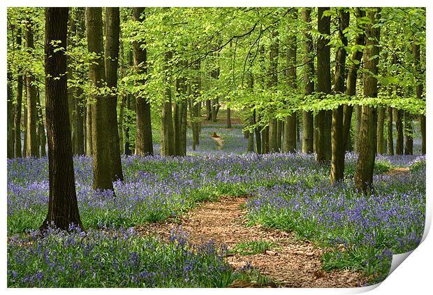 Through the Bluebell Wood Print by graham young
