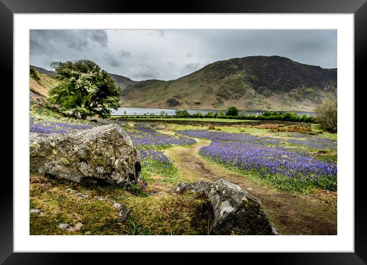 Rannerdale Bluebells Framed Mounted Print by John Malley