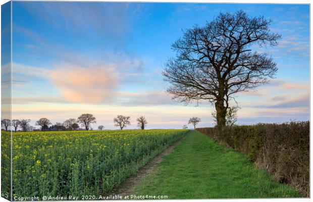 Morning at Lonely Farm (Suffolk) Canvas Print by Andrew Ray