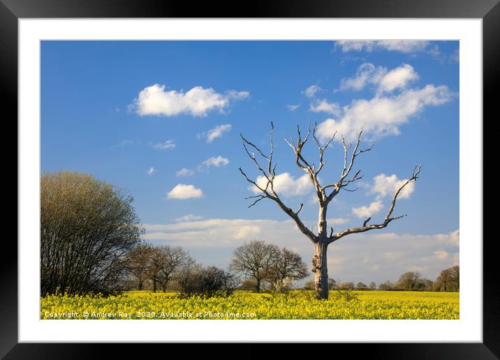 Trees in Oilseed Rape Fields Framed Mounted Print by Andrew Ray
