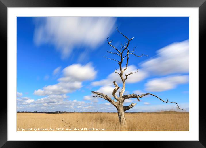 Lone tree (Snape Maltings) Framed Mounted Print by Andrew Ray