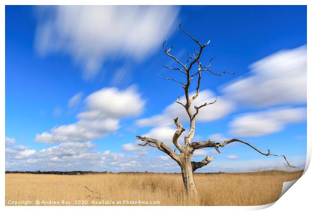 Lone tree (Snape Maltings) Print by Andrew Ray