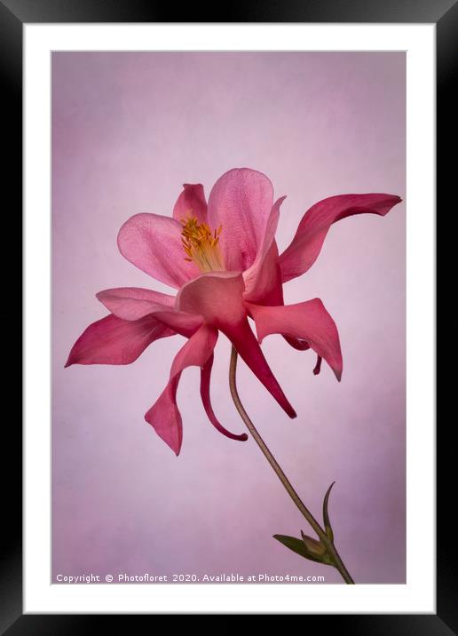 Pink Aquilegia Framed Mounted Print by  Photofloret