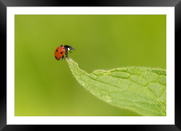 Ladybird Framed Mounted Print by Stephen Rennie