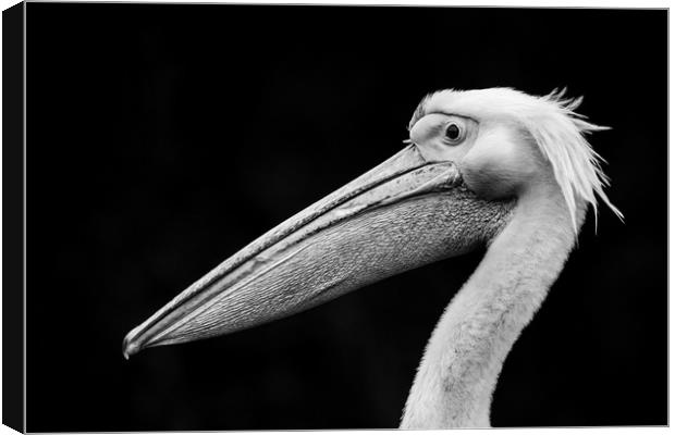 Pelican 'Bad Hair Day' Canvas Print by Stephen Rennie