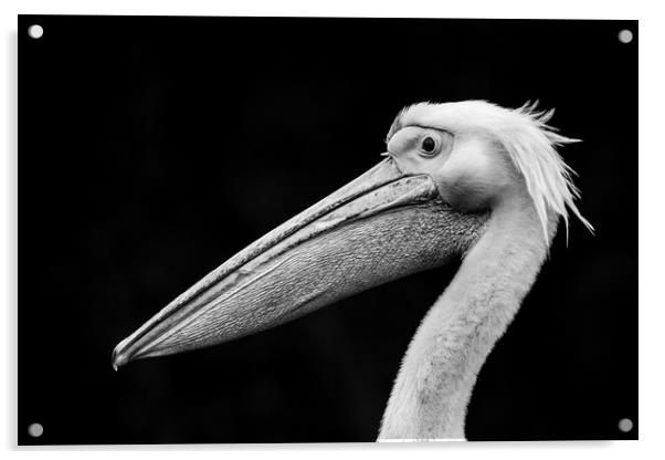 Pelican 'Bad Hair Day' Acrylic by Stephen Rennie