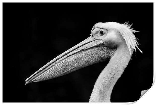 Pelican 'Bad Hair Day' Print by Stephen Rennie
