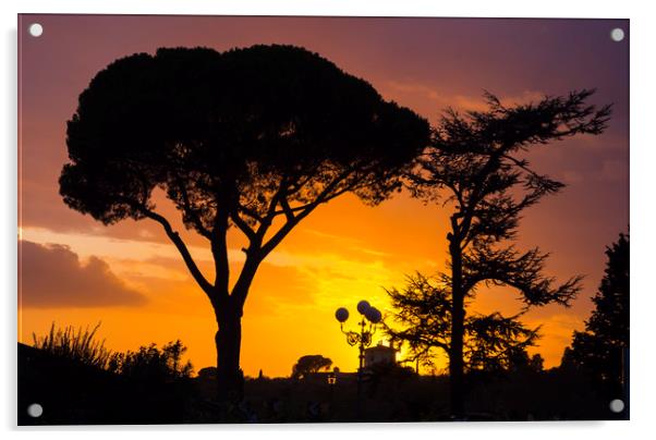 Silhouette of Italian Stone Pine oder Umbrella Pin Acrylic by Erik Lattwein
