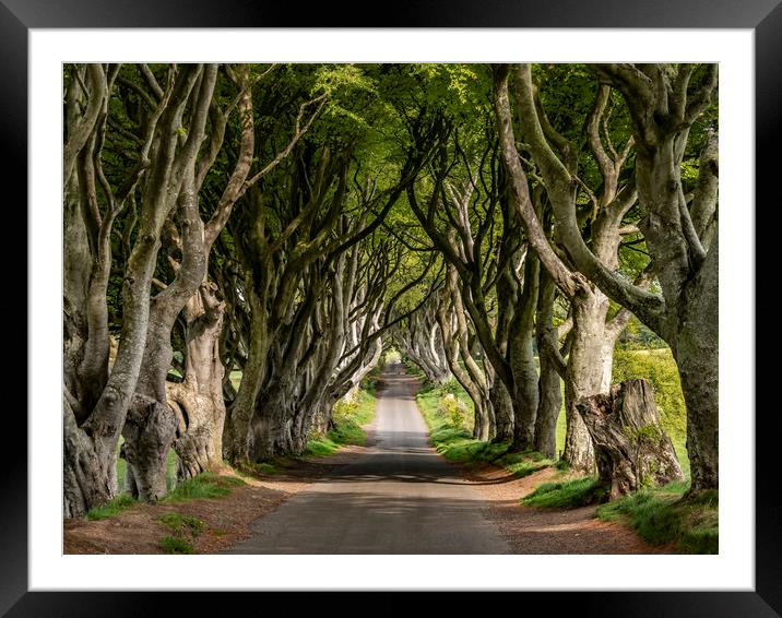 The Dark Hedges - a famous location in Northern Ir Framed Mounted Print by Erik Lattwein