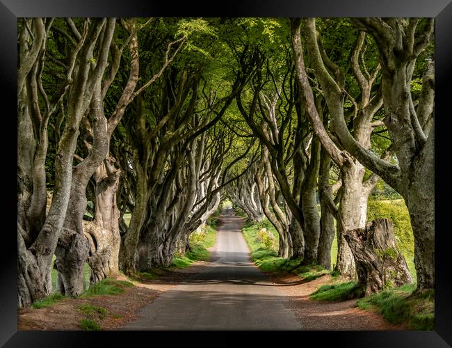 The Dark Hedges - a famous location in Northern Ir Framed Print by Erik Lattwein