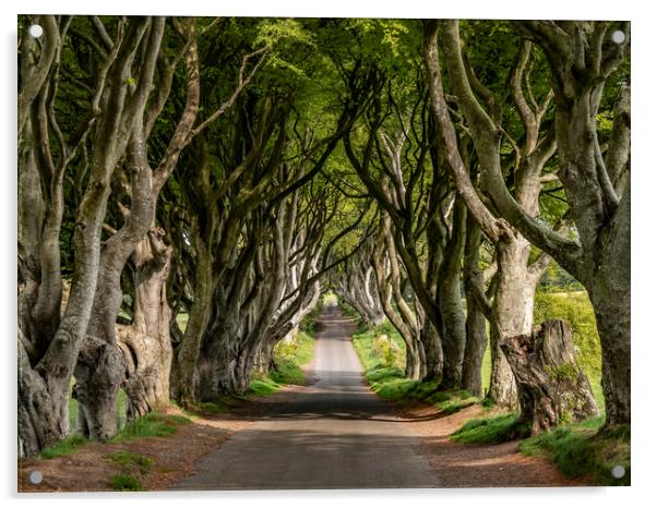 The Dark Hedges - a famous location in Northern Ir Acrylic by Erik Lattwein