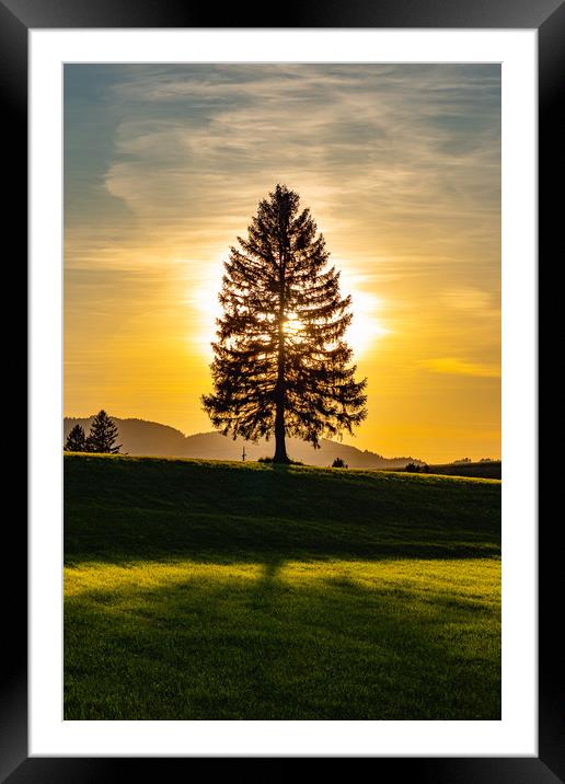 Wonderful fir tree at sunset Framed Mounted Print by Erik Lattwein