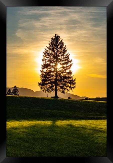 Wonderful fir tree at sunset Framed Print by Erik Lattwein