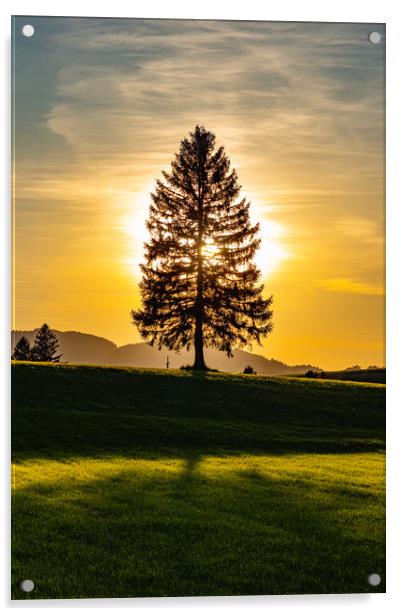 Wonderful fir tree at sunset Acrylic by Erik Lattwein