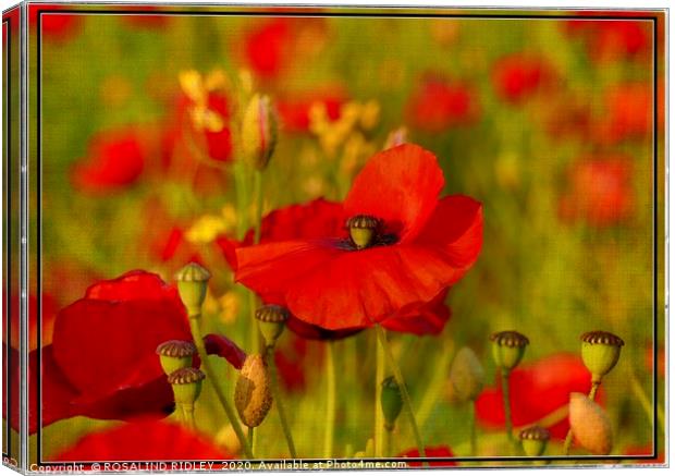 "The Perfect Poppy " Canvas Print by ROS RIDLEY