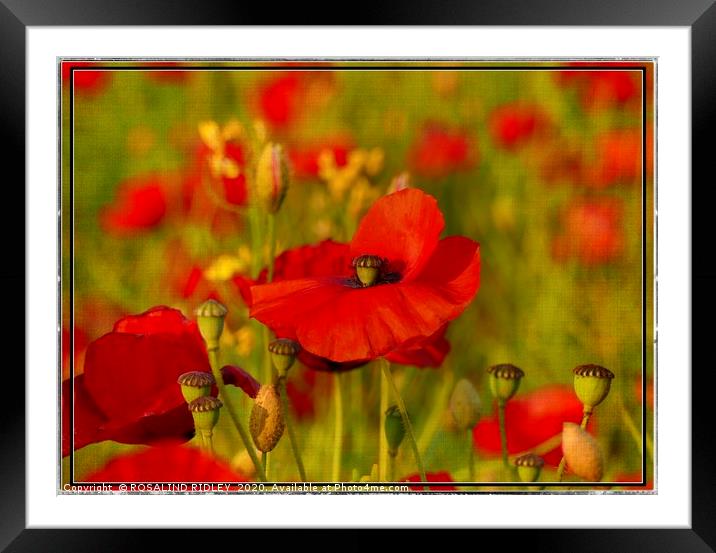 "The Perfect Poppy " Framed Mounted Print by ROS RIDLEY