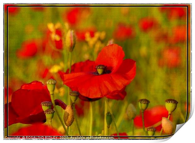 "The Perfect Poppy " Print by ROS RIDLEY