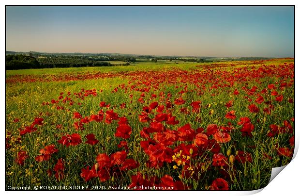 "Poppy fields of County DUrham" Print by ROS RIDLEY