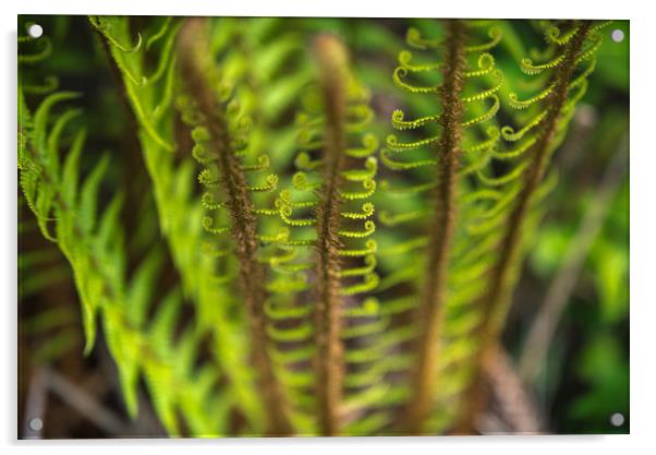 Ferns Unfurling Fronds Acrylic by John Malley