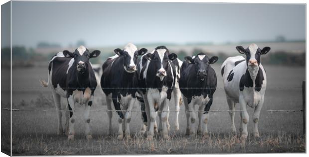 Curious Cows Canvas Print by John Malley