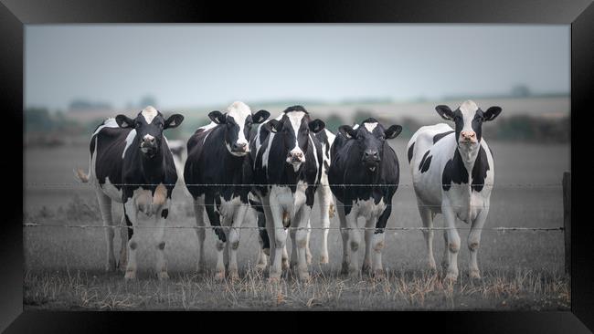 Curious Cows Framed Print by John Malley