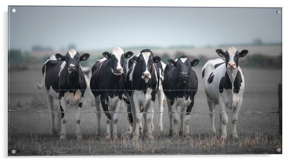 Curious Cows Acrylic by John Malley