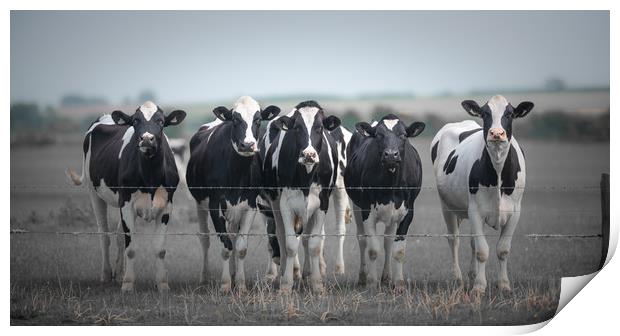 Curious Cows Print by John Malley