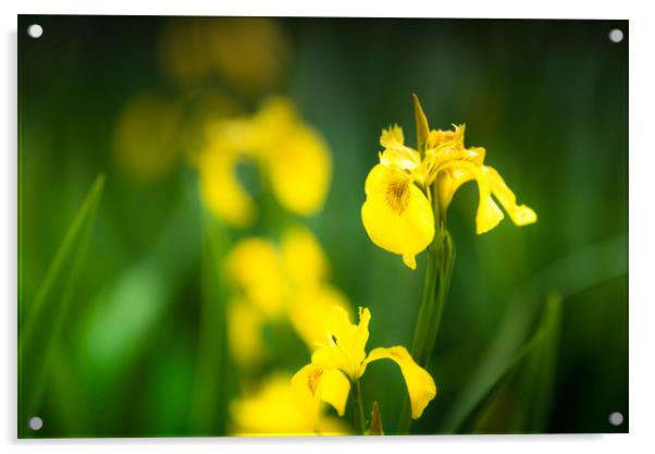Yellow Flag iris Acrylic by John Malley