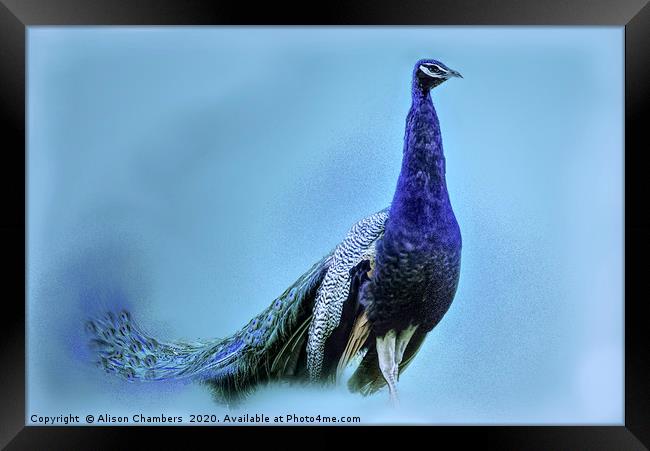 Peacock Blue Framed Print by Alison Chambers