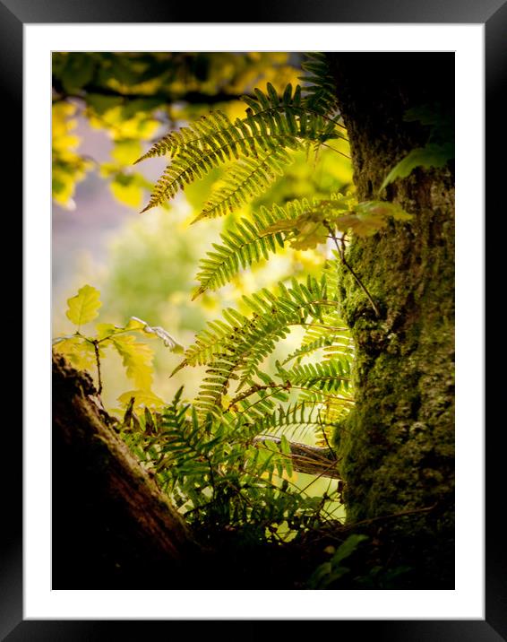 Verdant Pastures Framed Mounted Print by John Malley