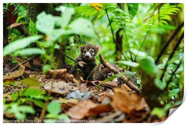 Pair of Baby Ring-Tailed Coati Print by Chris Rabe