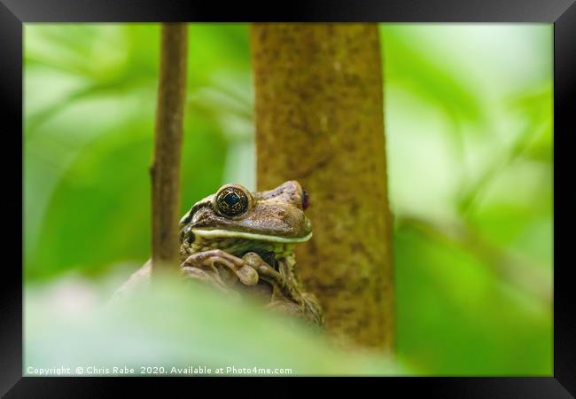 Veined Tree Frog  Framed Print by Chris Rabe