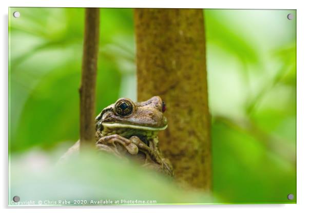 Veined Tree Frog  Acrylic by Chris Rabe