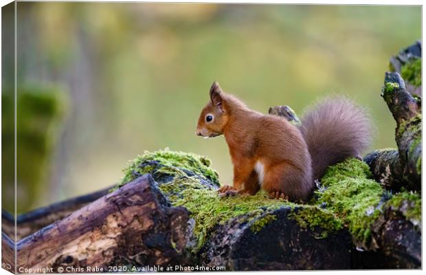 red squirrel Canvas Print by Chris Rabe
