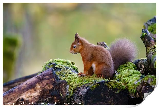 red squirrel Print by Chris Rabe