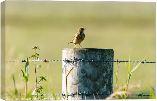 Tree Pipit  Canvas Print by Chris Rabe