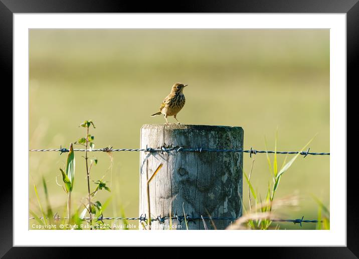 Tree Pipit  Framed Mounted Print by Chris Rabe