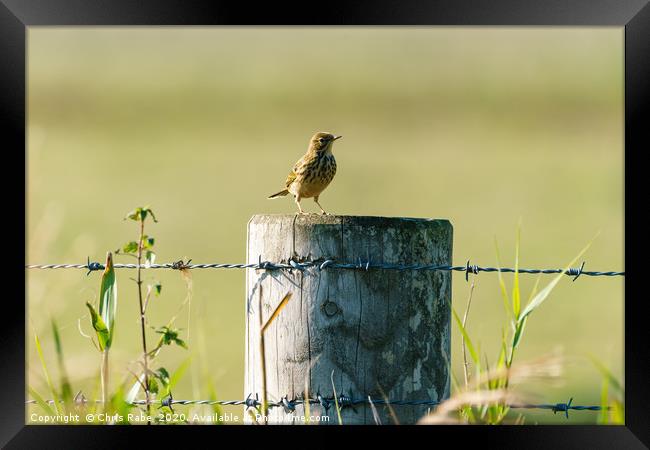 Tree Pipit  Framed Print by Chris Rabe