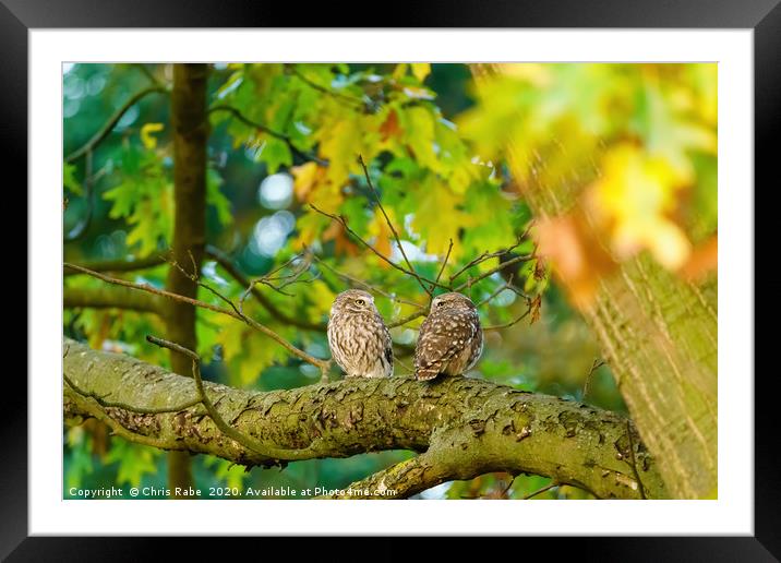 Pair of Little Owl Framed Mounted Print by Chris Rabe