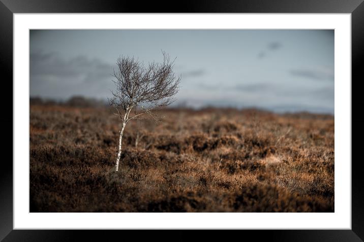 Isolation Tree Framed Mounted Print by John Malley