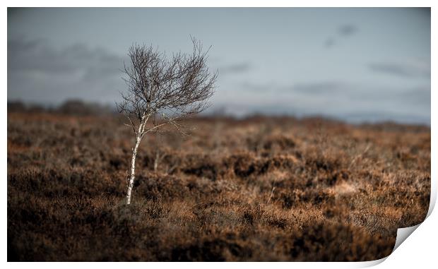 Isolation Tree Print by John Malley