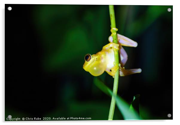 Small-headed tree frog Acrylic by Chris Rabe