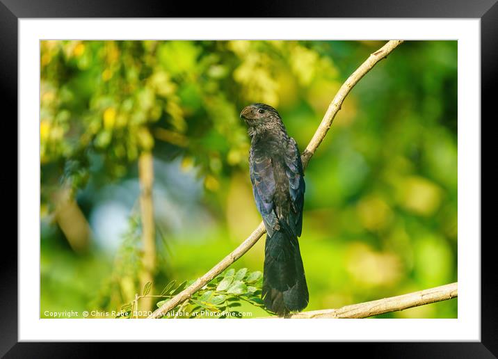 Smooth-billed Ani  Framed Mounted Print by Chris Rabe