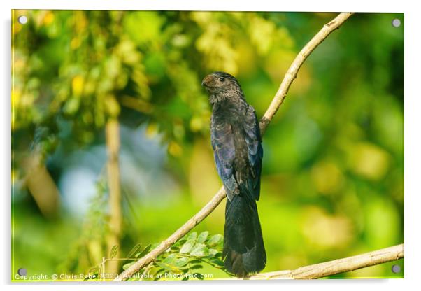 Smooth-billed Ani  Acrylic by Chris Rabe