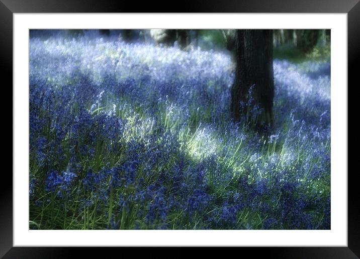 Softly Through The Bluebells Framed Mounted Print by Ann Garrett