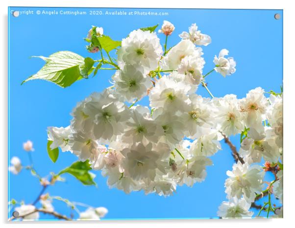 White Cherry Blossom Acrylic by Angela Cottingham