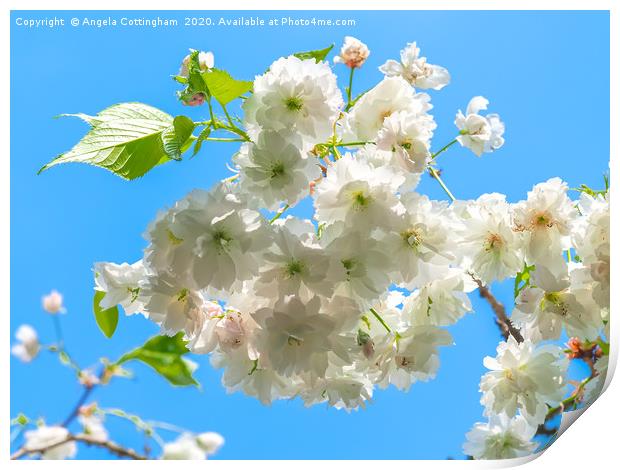 White Cherry Blossom Print by Angela Cottingham